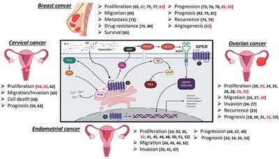 Expression and Role of the G Protein-Coupled Estrogen Receptor (GPR30/GPER) in the Development and Immune Response in Female Reproductive Cancers